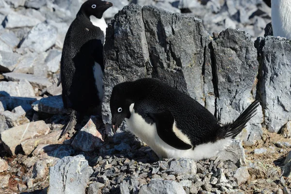 Pingouins Adélies Dans Nid — Photo