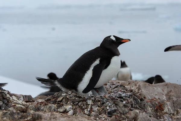 Gentoo penguin with chicks in nest