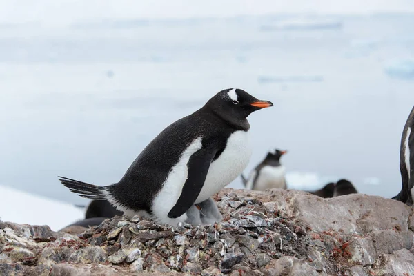 Gentoo Пінгвін Курчат Гніздо — стокове фото