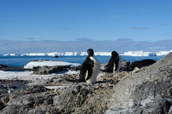 Пінгвіни Аделі Пляжі — стокове фото