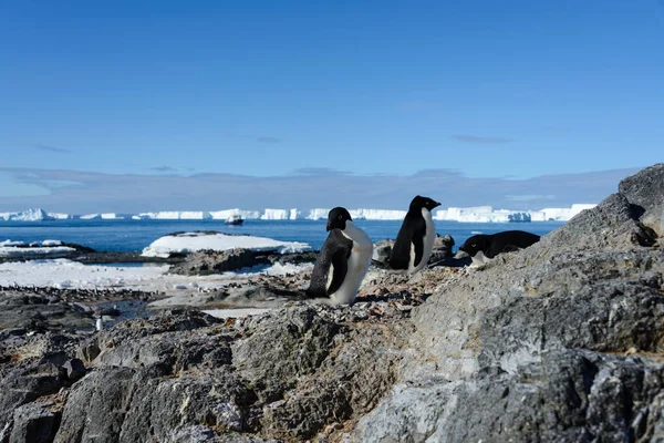 Pingouins Adélie Sur Plage — Photo