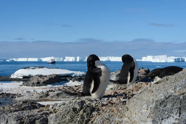 Pingüinos Adelie Playa — Foto de Stock