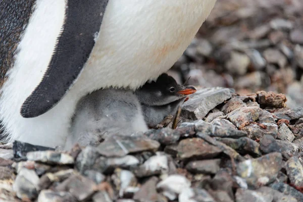 Poussins Pingouin Gentoo Dans Nid — Photo