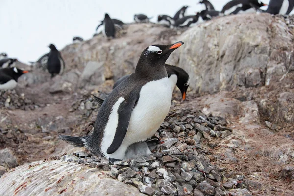 Pinguim Gentoo Com Ninho — Fotografia de Stock