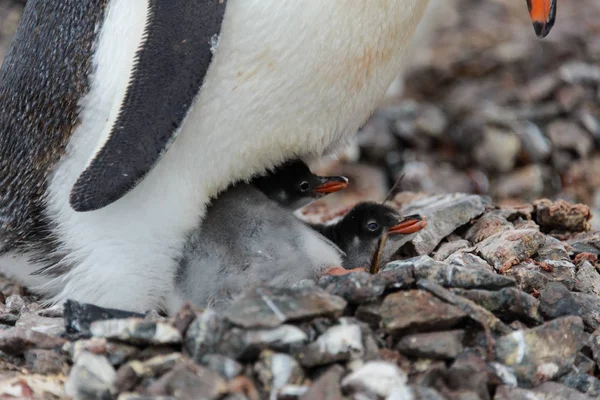 Poussins Pingouin Gentoo Dans Nid — Photo