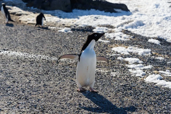 Adelie Penguin Rock — Stock Photo, Image