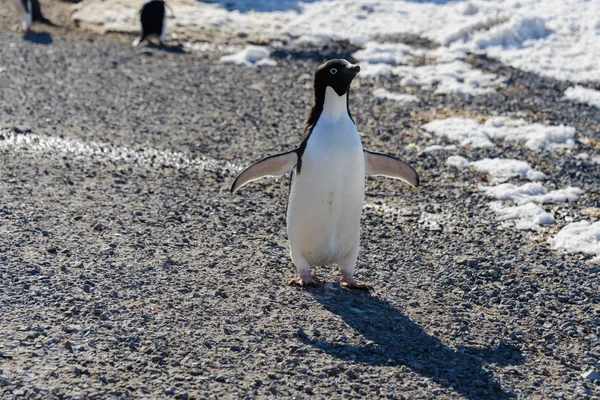 Pinguim Adelie Sobre Rocha — Fotografia de Stock