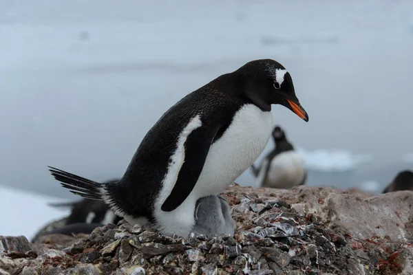 Filhotes Pinguim Gentoo Ninho — Fotografia de Stock