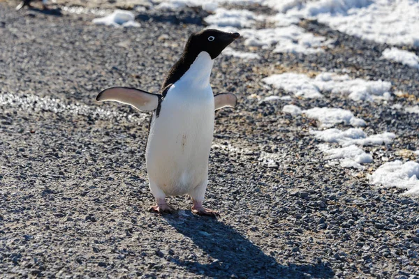 stock image Adelie penguin on rock