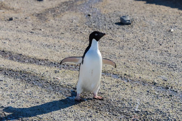 Pinguino Adelie Sulla Roccia — Foto Stock