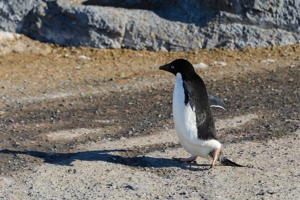 Pinguim Adelie Sobre Rocha — Fotografia de Stock