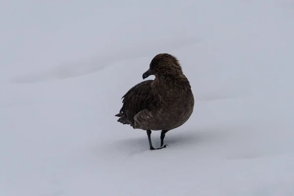 Scua Antártico Neve — Fotografia de Stock