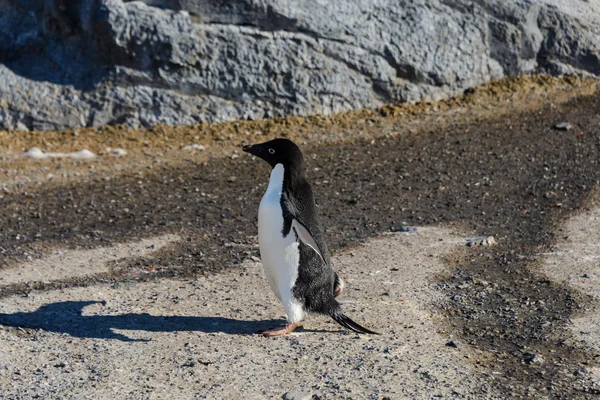 Pinguim Adelie Sobre Rocha — Fotografia de Stock