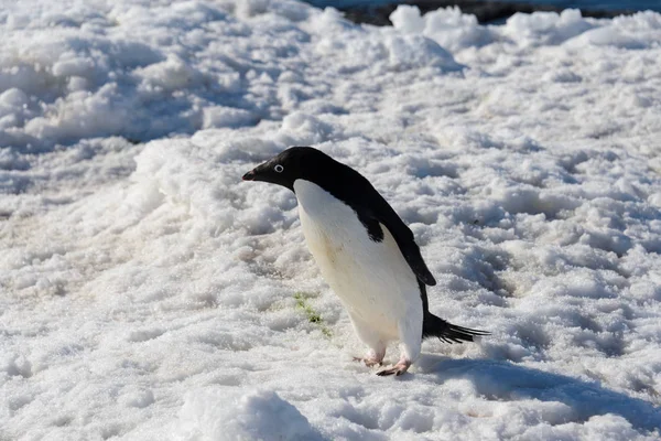 Pinguim Adelie Neve — Fotografia de Stock