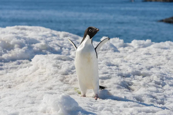阿德利企鹅在雪地上 — 图库照片