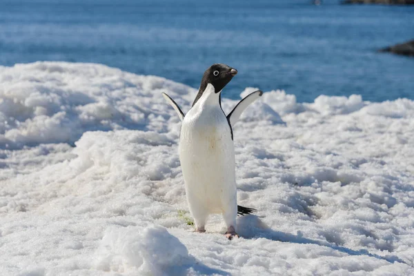 Adelie Penguen Karda — Stok fotoğraf