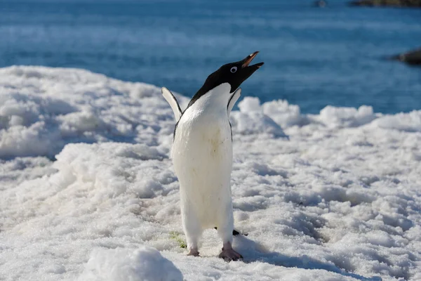 Adelie Pinguin Auf Schnee — Stockfoto