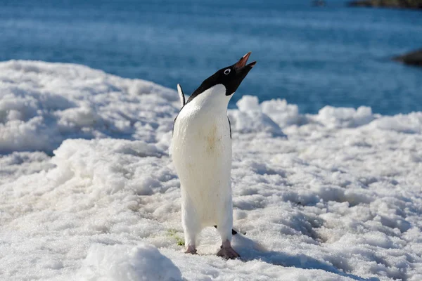 Pinguim Adelie Neve — Fotografia de Stock