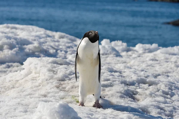 Pinguino Adelie Sulla Neve — Foto Stock