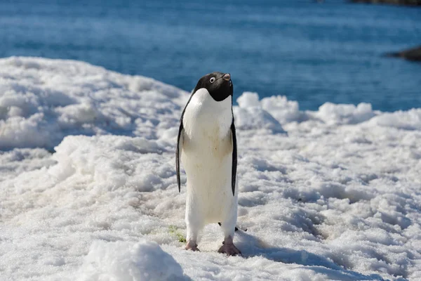 Pinguim Adelie Neve — Fotografia de Stock