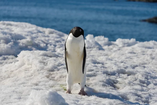 Pinguim Adelie Neve — Fotografia de Stock