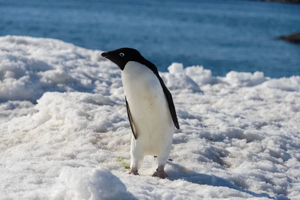 Пингвин Адели Снегу — стоковое фото