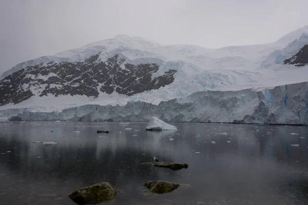 Marina Antártica Com Gelo — Fotografia de Stock