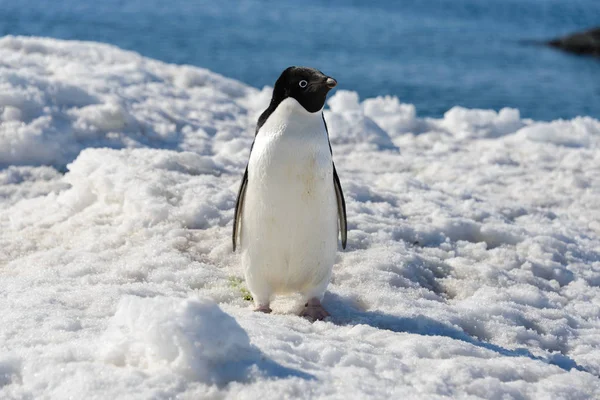 Pinguim Adelie Neve — Fotografia de Stock