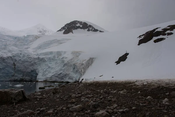 Antarktické Pláž Ledovec — Stock fotografie