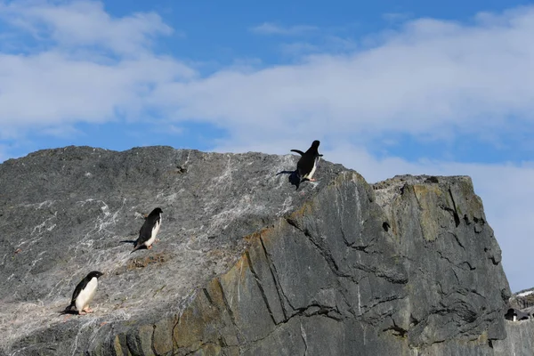 海滩上的阿德利企鹅 — 图库照片