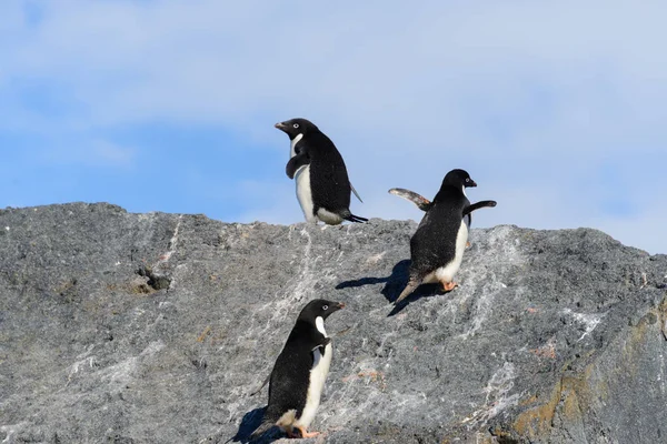 Pinguins Adelie Praia — Fotografia de Stock