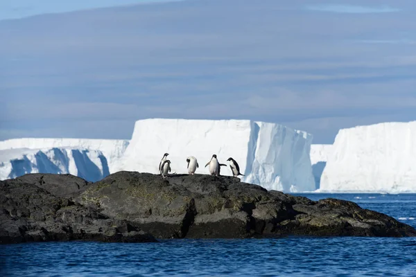 Pingouins Adelie Sur Roche Avec Iceberg Sur Fond — Photo