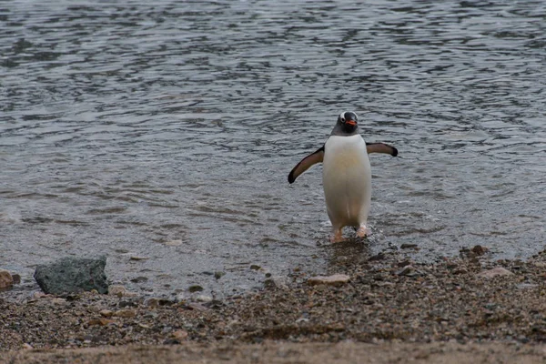 Gentoo Pingouin Allant Mer — Photo