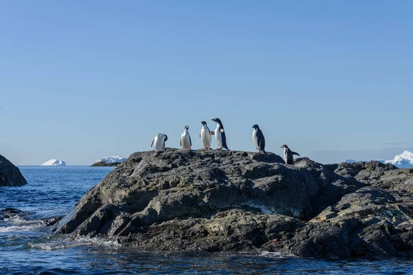 Adelie Penguenleri Kaya — Stok fotoğraf