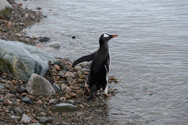 Gentoo Pingouin Aller Mer — Photo