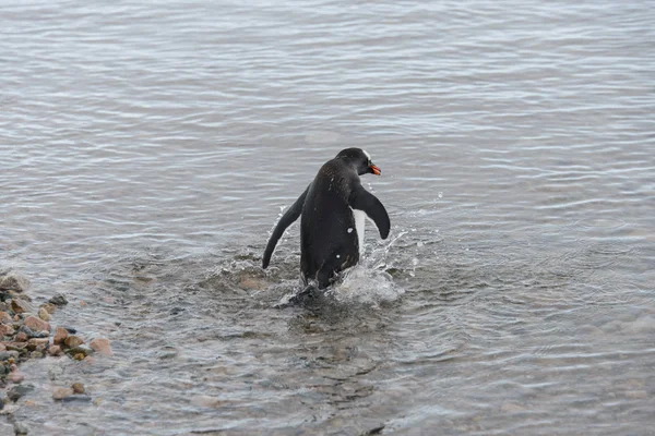 Gentoo Pingouin Aller Mer — Photo