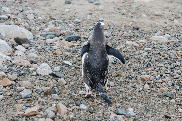 Pinguim Gentoo Indo Para Mar — Fotografia de Stock