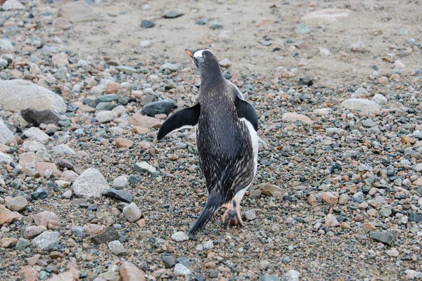 Gentoo Pingouin Aller Mer — Photo