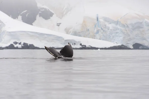 Humbak Fluke Antarktyczna — Zdjęcie stockowe