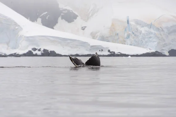 Bultrug Fluke Antarctische Zee — Stockfoto