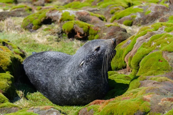 Fur seal on green grass