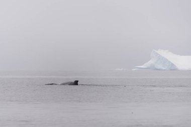 Kambur balina fin buzdağı arka plan üzerinde ile