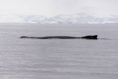 Kambur balina fin Antarktika deniz