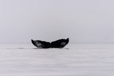 Antarktika deniz fluke kambur balina