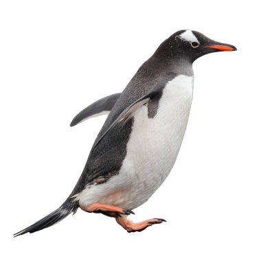 Gentoo pengueni sahilde