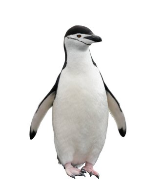Chinstrap Penguen sahilde