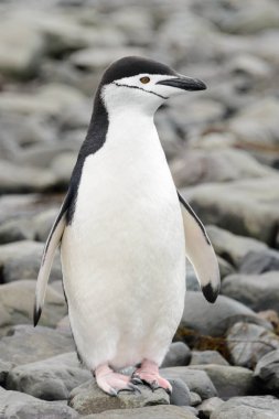 Chinstrap Penguen sahilde