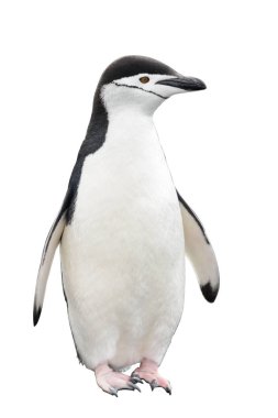 Chinstrap Penguen sahilde
