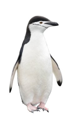 Chinstrap penguin on the beach clipart