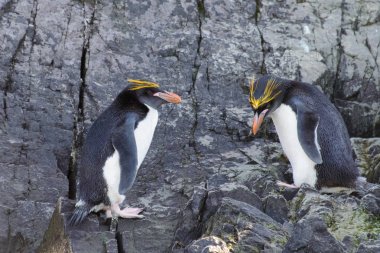 Macaroni penguenleri kaya
